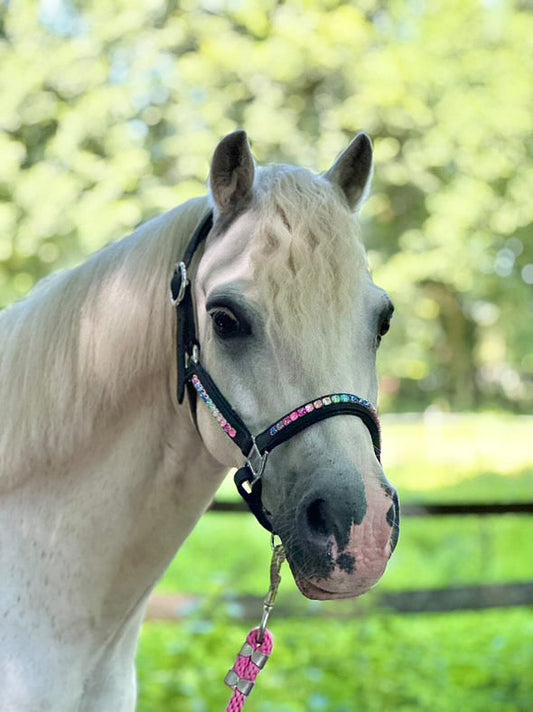 Lederen halster ‘Rainbow Road’ met regenboog strass